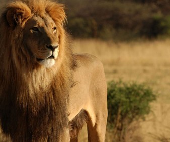 tailored tour to Kenya